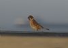 Tree Sparrow at Gunners Park (Richard Howard) (22640 bytes) Tree Sparrow at Gunners Park (Richard Howard) (22640 bytes)